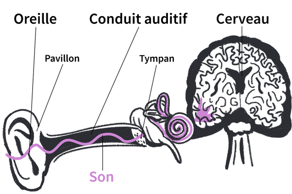 Schéma du conduit auditif. Le son passe dans l’oreille, le pavillon, le conduit auditif, le tympan, jusqu’au cerveau.