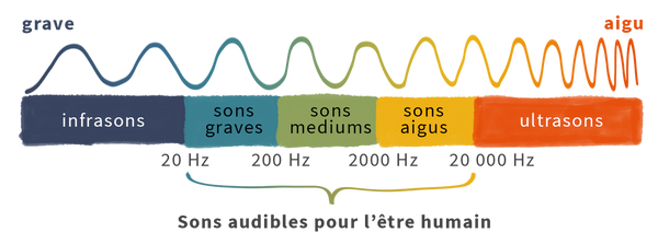 Entre 20 hertz et 20 000 hertz ce sont les sons audibles pour l’être humain du grave à l’aigu.